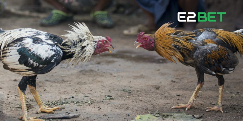 Đá Gà C3 – Trải Nghiệm Cá Cược Hấp Dẫn Tại E2BET 2 Đá gà C3 – Giải đấu hấp dẫn và chuyên nghiệp