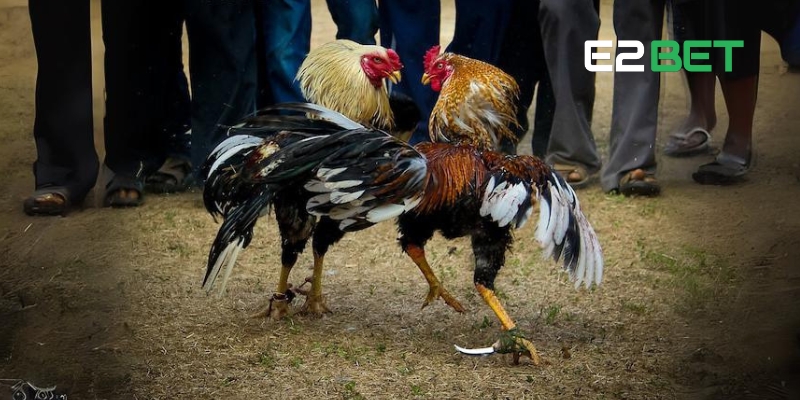 Gà Đá Thomo – Lựa Chọn Giải Trí Đỉnh Cao Cho Người Chơi E2BET 3 Đá gà cựa dao