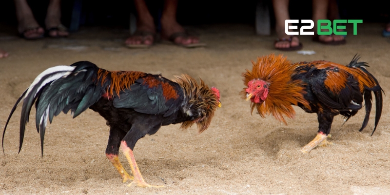 Gà Đá Trực Tiếp E2BET: Địa Điểm Xem Đá Gà Hàng Đầu 2 Khám phá nét đẹp văn hóa từ gà đá trực tiếp