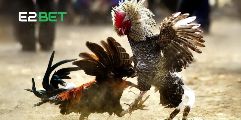 Gà Đá Trực Tiếp E2BET: Địa Điểm Xem Đá Gà Hàng Đầu 4 Các hình thức gà đá trực tiếp phổ biến tại E2BET hiện nay