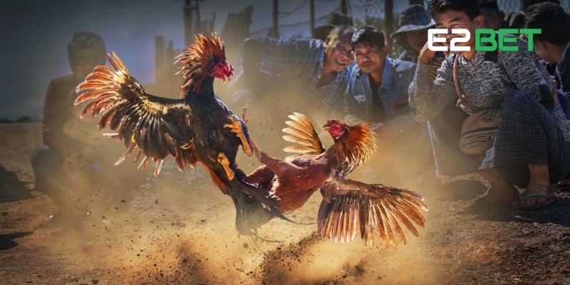 Luật Đá Gà Thomo - Hướng Dẫn Cược Để Thắng Lớn Mỗi Ngày Cùng E2BET 3 Luật đá gà Thomo ngày càng thu hút nhờ tính cạnh tranh cao
